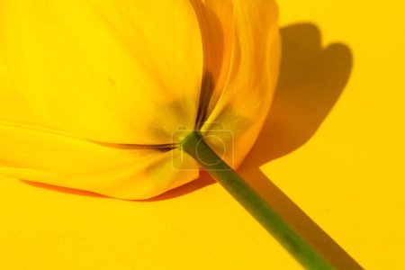 tulipe jaune sur fond jaune, décoration, carte d'anniversaire