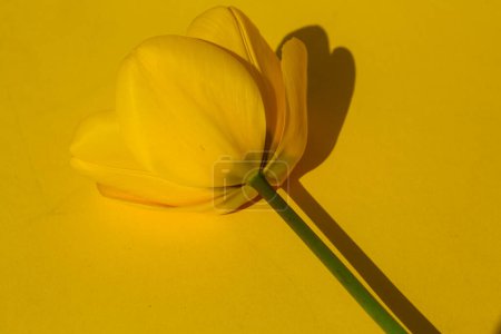 yellow tulip on yeyellow tulip on yellow background, decoration, birthdaycardllow background, decoration, birthdaycard