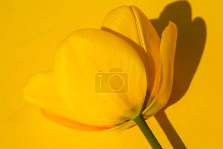 yellow tulip on yeyellow tulip on yellow background, decoration, birthdaycardllow background, decoration, birthdaycard