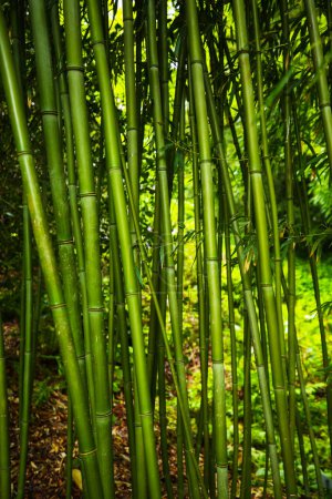 Phyllostachys bissetii bambus in a botanical garden