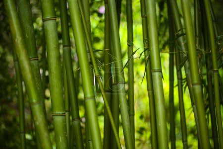 Phyllostachys bissetii bambú en un jardín botánico