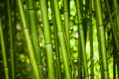 Phyllostachys bissetii bambus in einem botanischen Garten