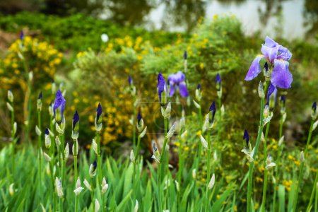 Iris, fleur dans un jardin botanique, printemps