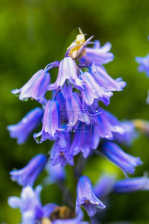Photo for Hyacinthoides non-scripta harebell in a botanical garden, springtime - Royalty Free Image