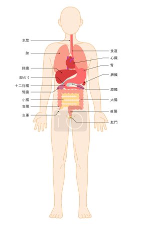 Structural drawing of the human body, illustration of internal organs (viscera) - Translation: stomach anus appendix rectum cecum colon liver trachea gall bladder kidney duodenum small intestine pancreas spleen lung heart esophagus
