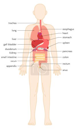 Dibujo estructural del cuerpo humano, ilustración de órganos internos (vísceras), ilustración vectorial