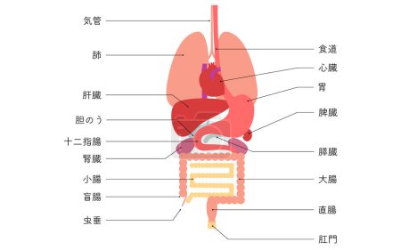 Illustration of the structure of the human body, internal organs (organs) only - Translation: stomach anus appendix rectum cecum colon liver trachea gall bladder kidney duodenum small intestine pancreas spleen lung heart esophagus