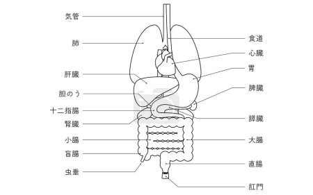 Structural drawing of the human body, illustration of internal organs (organs) only Black and white line drawing - Translation: stomach anus appendix rectum cecum colon liver trachea gall bladder kidney duodenum small intestine pancreas spleen lung h