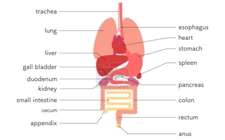 Illustration of the structure of the human body, internal organs (organs) only, Vector Illustration