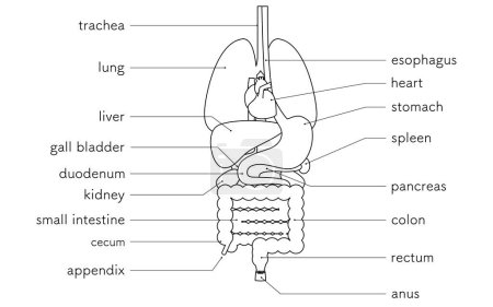 Dibujo estructural del cuerpo humano, ilustración de órganos internos (órganos) solo Dibujo de línea en blanco y negro, Ilustración vectorial