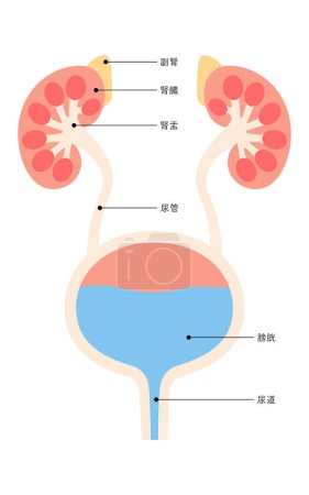 Illustration médicale schématique des organes urinaires (reins, glandes surrénales, bassin rénal, uretères, vessie, urètre) - Traduction : rein, glande surrénale, bassin rénal, uretère, vessie, urètre