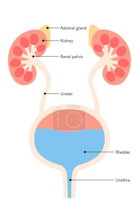 Illustration médicale schématique des organes urinaires (reins, glandes surrénales, bassin rénal, uretères, vessie, urètre) - Traduction : rein, glande surrénale, bassin rénal, uretère, vessie, urètre