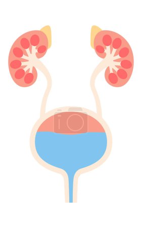 Diagrammatic medical illustration of the urinary organs (kidneys, adrenal glands, renal pelvis, ureters, bladder, urethra), Vector Illustration