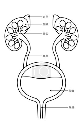 Diagrammatic medical illustration of the urinary organs (kidneys, adrenal glands, renal pelvis, ureters, bladder, urethra) - Translation: Kidney, adrenal gland, renal pelvis, ureter, bladder, urethra