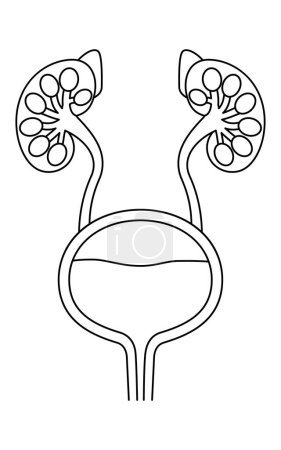 Illustration médicale schématique des organes urinaires (reins, glandes surrénales, bassin rénal, uretères, vessie, urètre), Illustration vectorielle