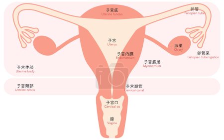 Diagrammatic illustrations and anatomical drawings of the uterus and ovaries, Vector Illustration