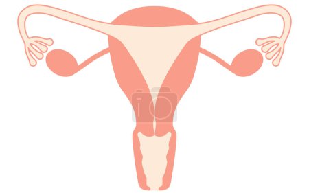 Diagrammatic illustrations and anatomical drawings of the uterus and ovaries, Vector Illustration
