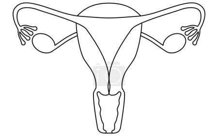 Ilustraciones diagramáticas y dibujos anatómicos del útero y los ovarios, ilustración vectorial