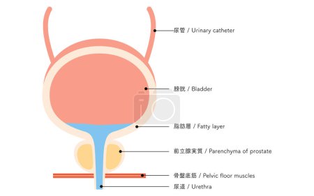 Medizinische Illustration der Prostata, Prostata und Blase, Vektorillustration