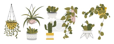 Illustration for Collection of decorative houseplants isolated on white background. Bundle of trendy plants growing in pots or planters. Set of beautiful natural home decorations. Flat colorful vector illustration. - Royalty Free Image