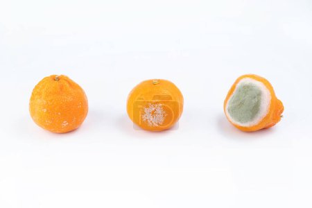Foto de Las mandarinas están cubiertas con hongo de moho. Cítricos podridos sobre un fondo blanco. Proceso de deterioro de la fruta. - Imagen libre de derechos