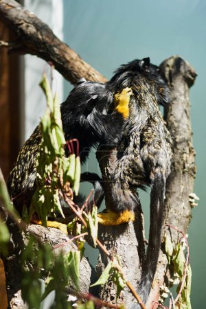 Téléchargez les photos : Photo verticale d'un tamarin à la recherche de puces sur un autre tamarin dans le zoo - en image libre de droit