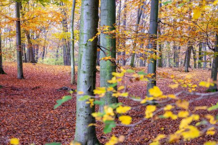 Foto de Autumn time, autumn beech forest, colorful forest landscape, autumn forest park - Imagen libre de derechos