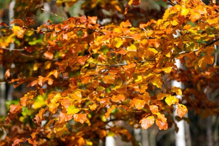 Foto de Tiempo de otoño, otoño colorido, árboles de haya coloridos, día de otoño soleado, Fagus sylvatica - Imagen libre de derechos