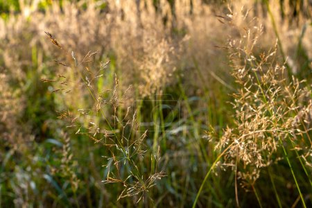 Téléchargez les photos : Jour d'automne ensoleillé, herbe de paysage, paysage de prairie, herbe ensoleillée - en image libre de droit