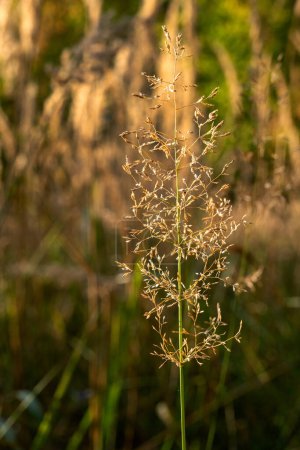 Téléchargez les photos : Jour d'automne ensoleillé, herbe de paysage, paysage de prairie, herbe ensoleillée - en image libre de droit