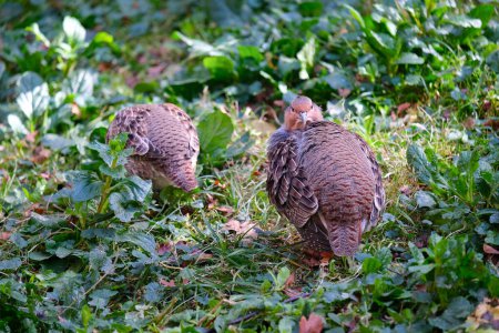 Photo for Partridges in bushes, wild animals, a couple of partridges, Perdicinae - Royalty Free Image