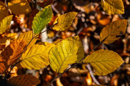 Foto de Otoño colorido, día de otoño soleado, hojas de haya en las ramas, fagus sylvatica - Imagen libre de derechos