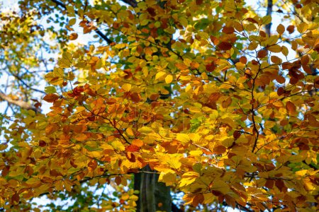 Foto de Otoño colorido, día soleado de otoño, árboles de haya coloridos, fagus sylvatica - Imagen libre de derechos