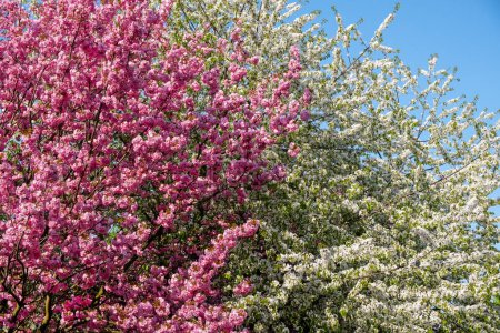spring time, sakura and bird cherry, Prunus, trees in bloom