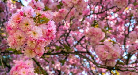 Prunus serrulata, Japanese cherry, spring tree flowers, spring blossom, blue sky behind tree flowers