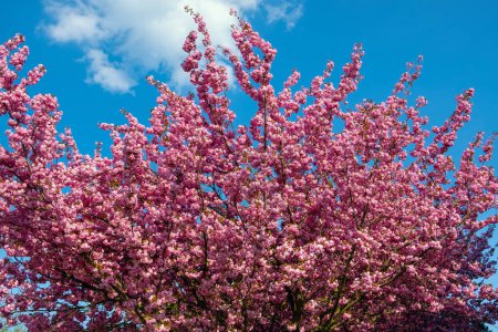 Prunus serrulata, Japanese cherry, spring tree flowers, spring blossom, blue sky behind tree flowers