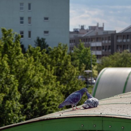 Téléchargez les photos : Courtoisie de deux pigeons, Courtoisie de pigeons dans la ville, Pigeons dans la ville ensoleillée, Columba - en image libre de droit