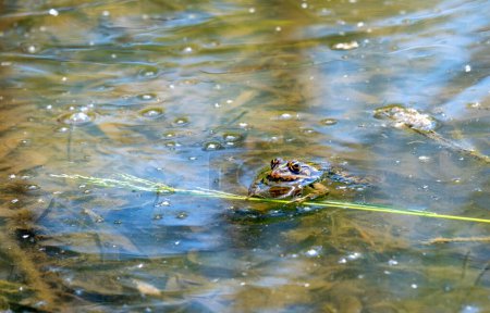 Photo for The frog is holding of blade of grass and sticks her head out of the water into the sun - Royalty Free Image