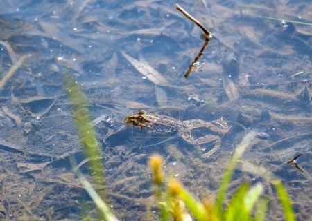 a frog lies in the swamp water and sticks its head out to the sun