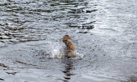 wild duck takes a bath in splashing water by the shore, Anas platyrhynchos
