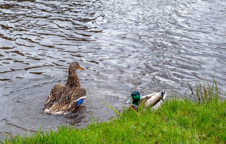 a pair of wild ducks near the riverbank, Mallard in the water starts to open wings