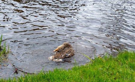 wild duck takes a bath by the shore, Anas platyrhynchos