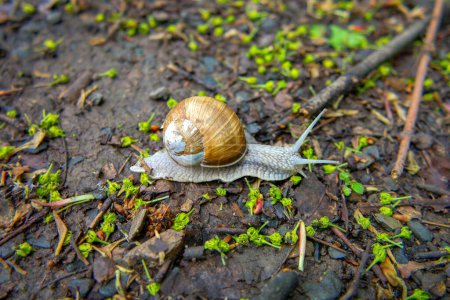 The snail is crawling through the forest, Roman snail, Helix pomatia