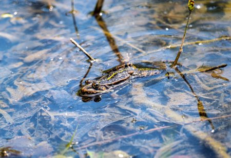 une grenouille rampe dans l'eau du marais et sort sa tête au soleil