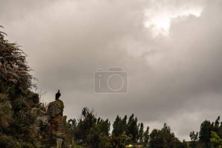 Photo for Vulture observing the cloudy landscape in the valley of colombia, dark day - Royalty Free Image