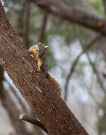 Fox squirrel sciurus niger peeking around a limb. High quality photo