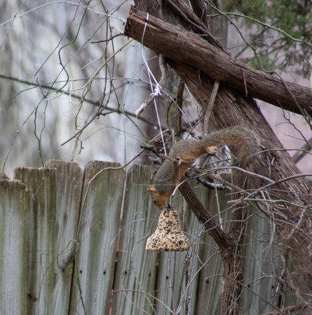 Kopfüber akrobatisches Fuchshörnchen Scitrus niger, das in ein Vogelfutterhäuschen gerät. Hochwertiges Foto