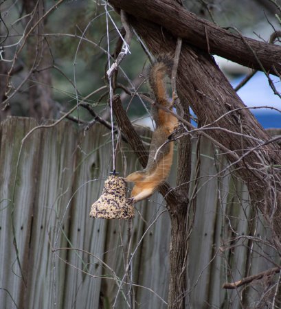 Kopfüber akrobatisches Fuchshörnchen Scitrus niger, das in ein Vogelfutterhäuschen gerät. Hochwertiges Foto