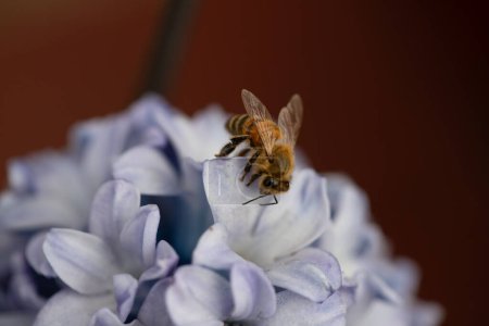 Honigbiene auf einer blassblauen Hyazinthenblüte. Gute Nahaufnahme der Biene. Hochwertiges Foto