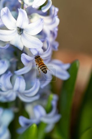 Honigbiene auf einer blauen Hyazinthenblüte. Gute Nahaufnahme der Biene. Hochwertiges Foto